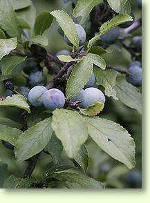 Schwarzdorn, Prunus spinosa L.