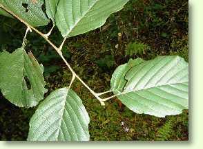 Schwarzerle, Alnus glutinosa