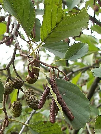 Schwarzerle (Alnus glutinosa): Zweig mit rundlichen Blättern, kleinen verholzten Fruchtzapfen und hängenden männlichen Kätzchen