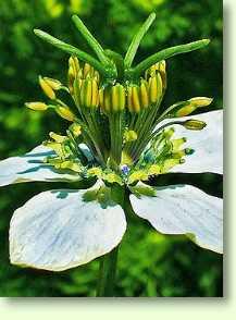 Schwarzkümmel, Nigella sativa