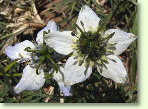 Schwarzkümmel, Nigella sativa