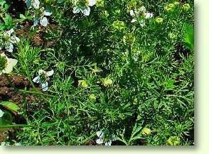 Schwarzkümmel, Nigella sativa