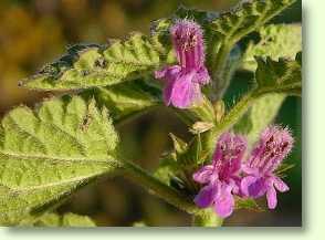 Schwarznessel, Ballota nigra L.