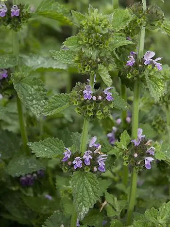 Schwarznessel (Ballota nigra): aufrechte Stängel mit rundlich-eiförmigen, gekerbten Blättern und quirlständigen rosa-violetten Lippenblüten