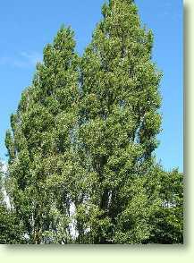 Schwarzpappel, Populus nigra L.