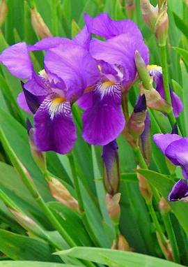 Schwertlilie Schwertlilie, Iris germanica