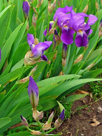 Schwertlilie, Iris germanica