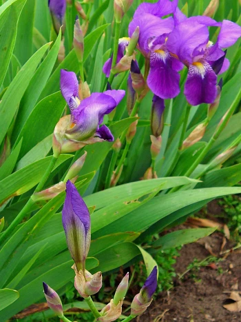 Deutsche Schwertlilie (Iris germanica): violette Blüten und schlanke Knospen zwischen langen, schwertförmigen grünen Blättern