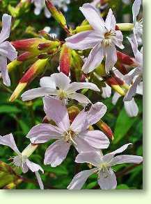 Gewöhnliches Seifenkraut, Saponaria officinalis L.