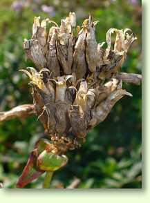 Gewöhnliches Seifenkraut, Saponaria officinalis L.