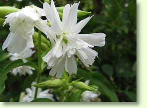 Gewöhnliches Seifenkraut, Saponaria officinalis L.