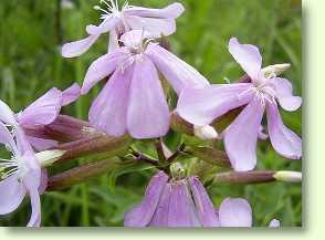 Gewöhnliches Seifenkraut, Saponaria officinalis L.