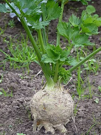 Knollensellerie (Apium graveolens var. rapaceum): weißliche Knolle mit Wurzeln und aufrechten, gefiederten Blattstielen im Beet