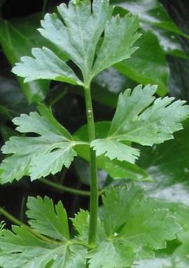 Sellerie Sellerie, Apium graveolens