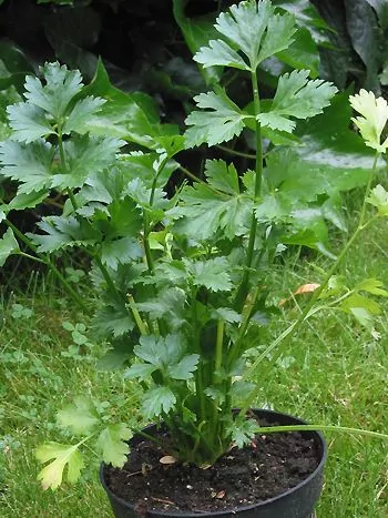 Sellerie (Apium graveolens) im Topf: aufrechte Stiele mit glänzenden, gefiederten und gezähnten grünen Blättern