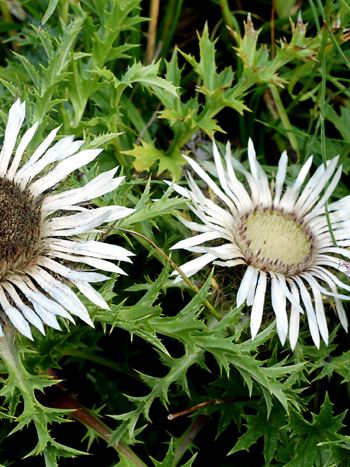 Silberdistel