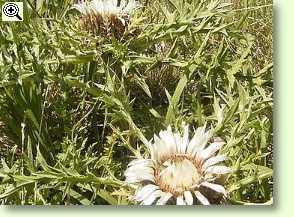 Carlina acaulis, Silberdistel