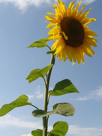 Sonnenblumen