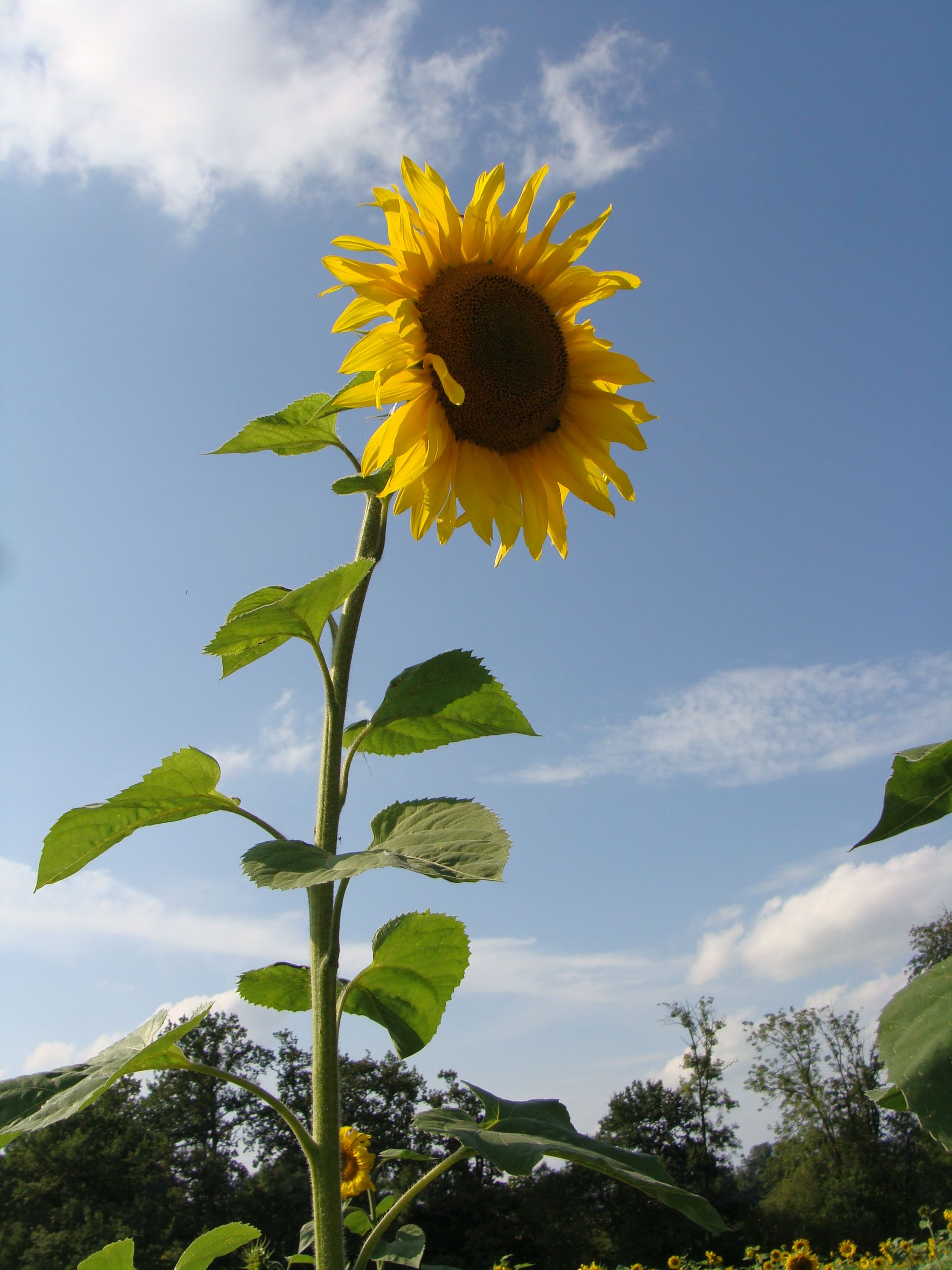 Sonnenblumen - Heilpflanze der Volksmedizin