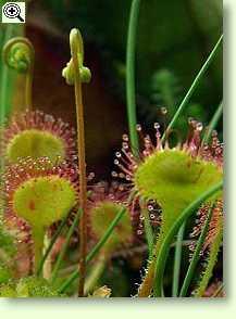 Sternsonnentau kleinwüchsige Karnivore Pflanze für den Blumentopf blühend robust 
