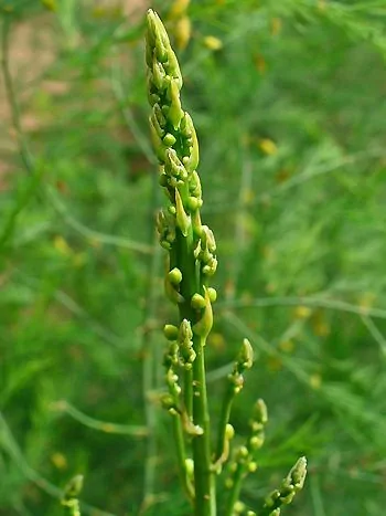 Spargel (Asparagus officinalis): junger, grüner Spross mit sich öffnenden Seitentrieben