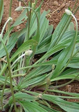 Spitzwegerich, Plantago lanceolata