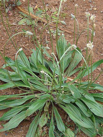 Spitzwegerich, Plantago lanceolata