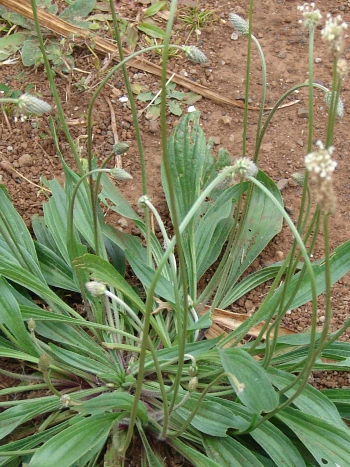 Spitzwegerich (Plantago lanceolata): Rosette aus schmalen, lanzettlichen Blättern mit langen Blütenstielen und kurzen Blütenähren