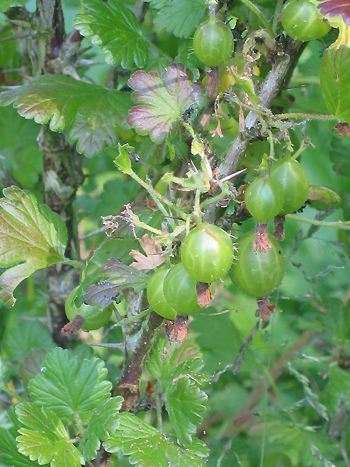 Stachelbeeren