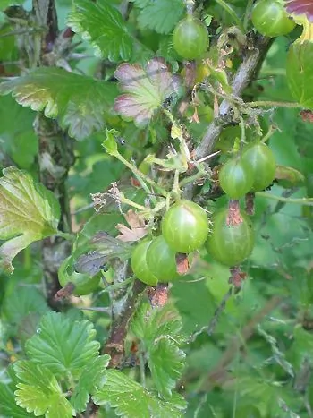Stachelbeere (Ribes uva-crispa): wilder Strauch mit grünen, behaarten Beeren und gelappten Blättern