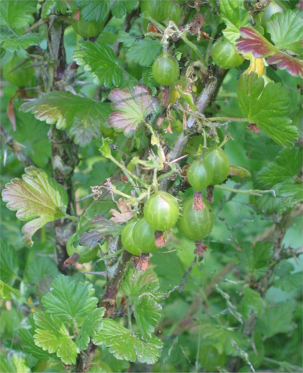 Stachelbeeren - Heilpflanze der Volksmedizin
