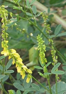 Steinklee Steinklee, Melilotus officinalis