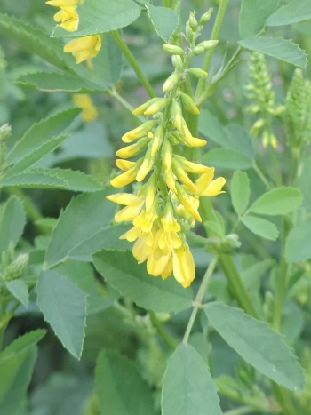 Echter Steinklee (Melilotus officinalis): lange Trauben mit kleinen gelben Schmetterlingsblüten über dreizähligen Blättern