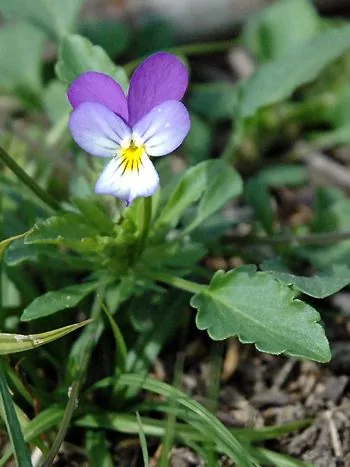 Wildes Stiefmütterchen (Viola tricolor): Blüten mit violetten oberen und gelb-weißen unteren Kronblättern