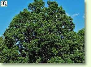 Stieleiche, Quercus robur