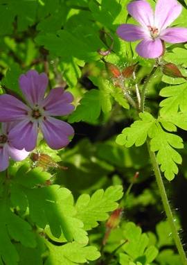 Stinkender Storchschnabel Stinkender Storchschnabel, Geranium robertianum