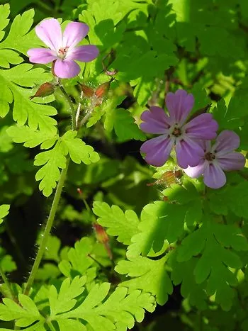 Stinkender Storchschnabel (Geranium robertianum): rosa-violette, fünfzählige Blüten mit dunklen Adern über fein zerteilten, hellgrünen Blättern