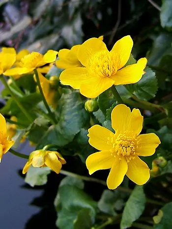 Sumpfdotterblume (Caltha palustris): glänzend goldgelbe, schalenförmige Blüten über rundlich-herzförmigen Blättern