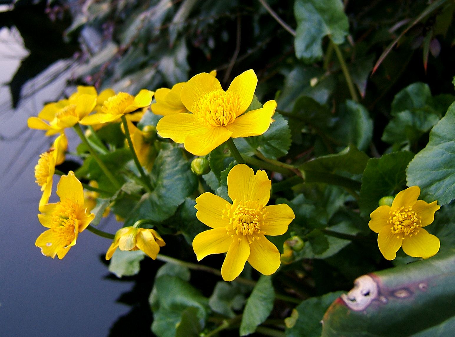 Sumpfdotterblume Heilpflanzen Heilkrauter