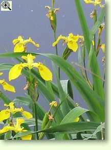 Sumpfschwertlilien, Iris pseudacorus