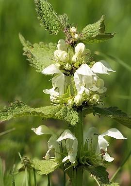 Taubnessel, Lamium album