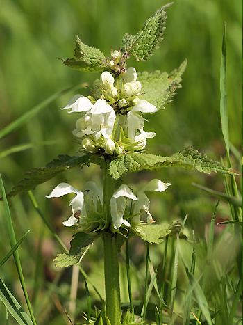 Taubnessel, Lamium album