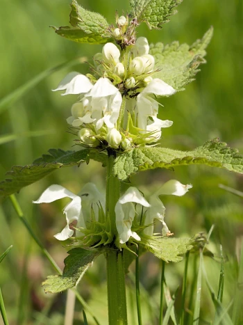 Weiße Taubnessel (Lamium album): weiße Lippenblüten in Quirlen um den Stängel zwischen gezähnten, nesselartigen Blättern