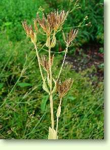 Tausendgüldenkraut / Centaurium erythraea