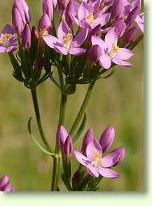 Tausendgüldenkraut / Centaurium erythraea