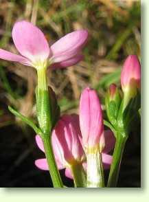 Tausendgüldenkraut / Centaurium erythraea