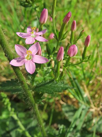 Tausendgüldenkraut, Erythraea centaurium