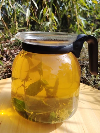Glaskanne mit goldgelbem Kräutertee, darin frische Kräuterblätter und Blüten, auf einem Holztisch im Freien