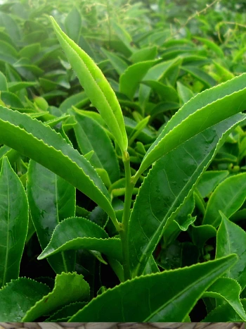 Frische grüne Blätter der Teepflanze (Camellia sinensis)