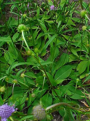 Gewöhnlicher Teufelsabbiss (Succisa pratensis): halbkugelige, blauviolette Blütenköpfchen an langen Stielen